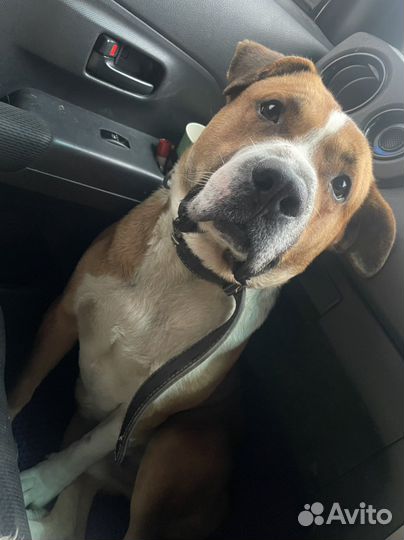 Вязка кобель