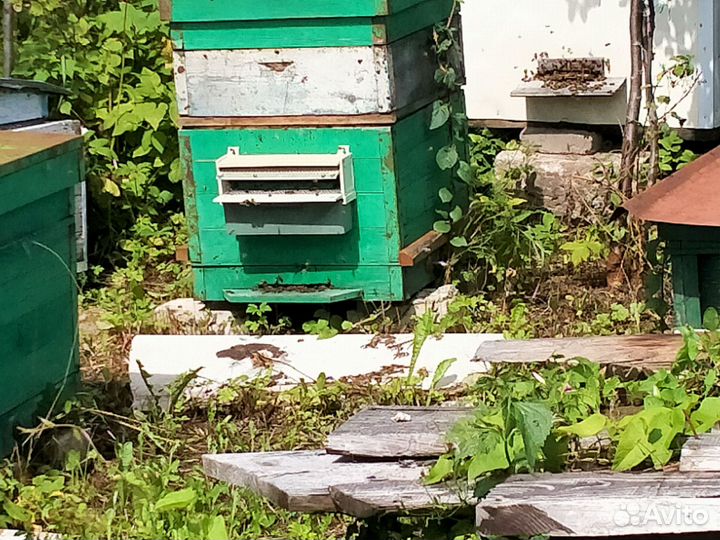 Продам пчелосемьи