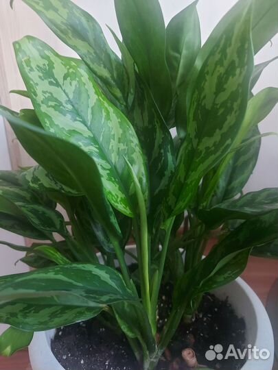 Аглоанема Мария