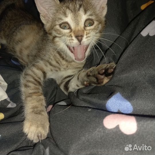 Кошка в добрые руки