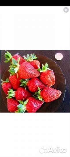 Саженцы из нии садоводства им. И.В.Мичурина(г.Мичу