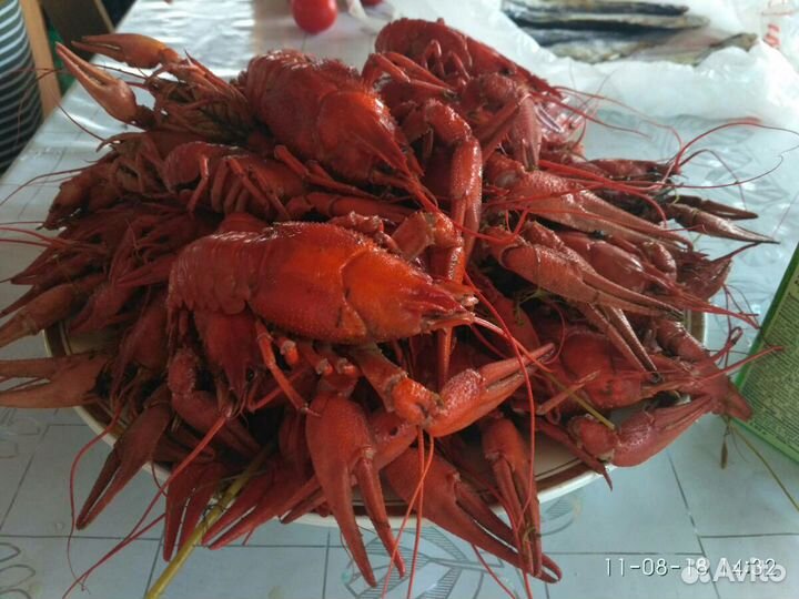 Раки живые и варёные