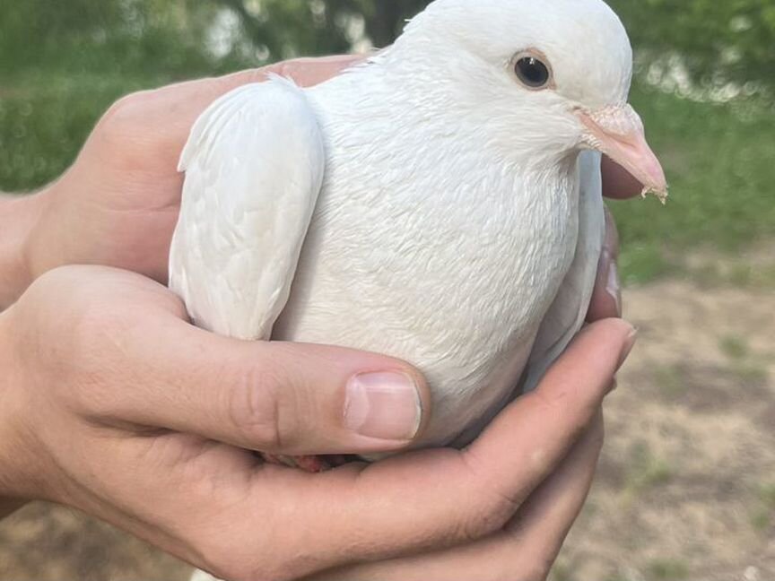 Голубь, спасите птицу