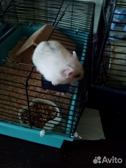 Джунгарский хомяк