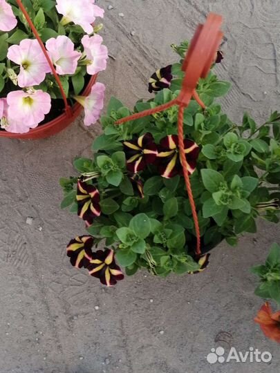 Петуния в кашпо