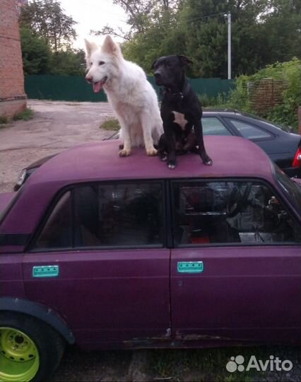 Дрессировка. Домашняя Зоогостиница для собак