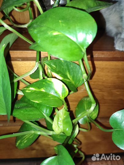 Цветок за сахар по Королеву привезу