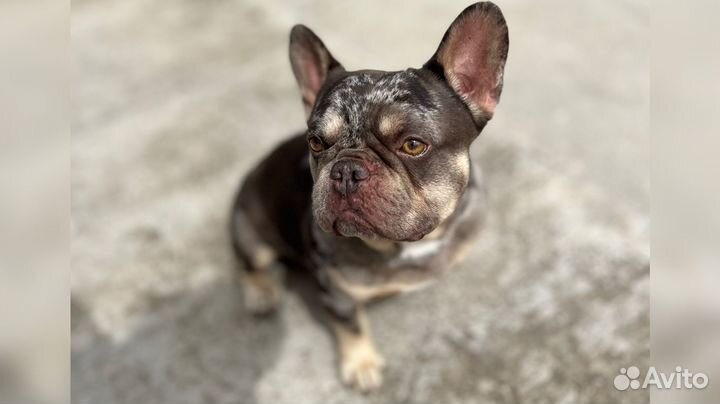 Французский бульдог, кобель, вязка