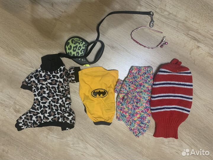 Мини той-терьер