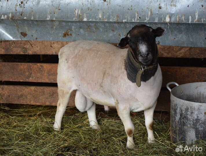 Баран на племя