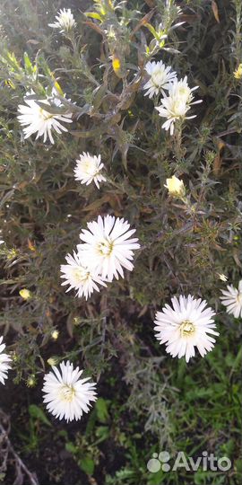 Астра многолетняя (октябринка) высокая