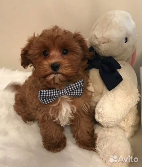 Мальтипу шоколадный