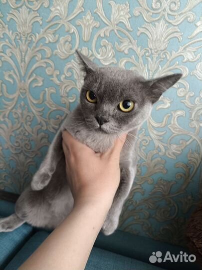 Бурманская кошка