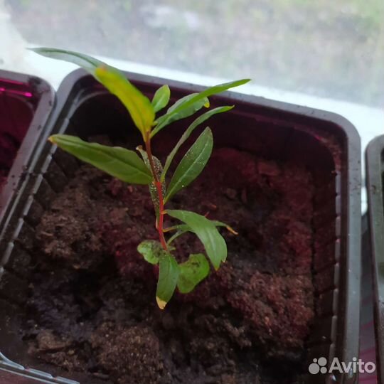 Саженцы граната