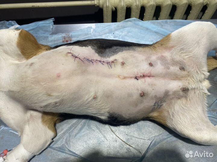 Ветеринарный врач на дом круглосуточно