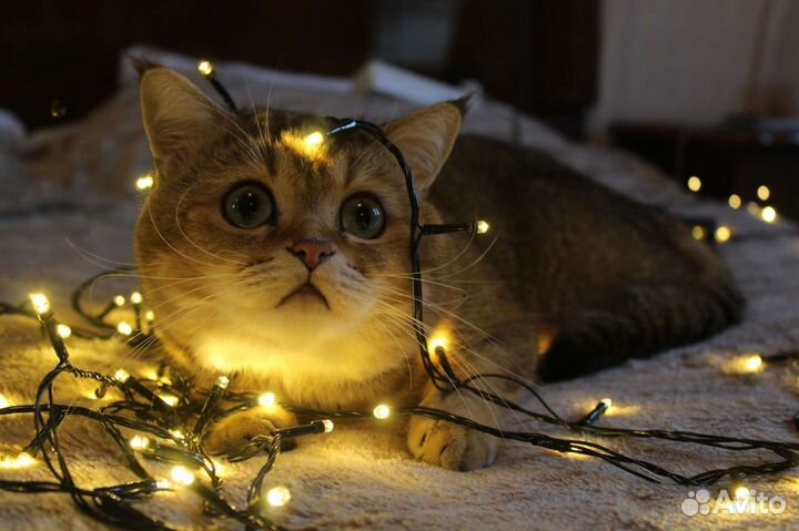 Британский кот вязка