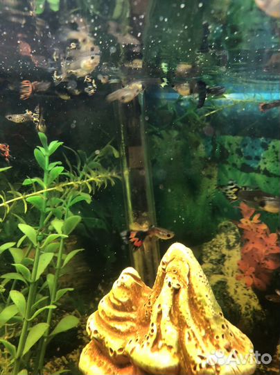 Аквариумные рыбки