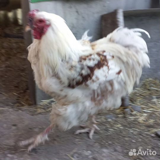 Петух