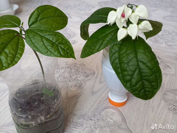 Неомарика,клеодрендрум