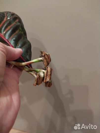 Кротон экселент