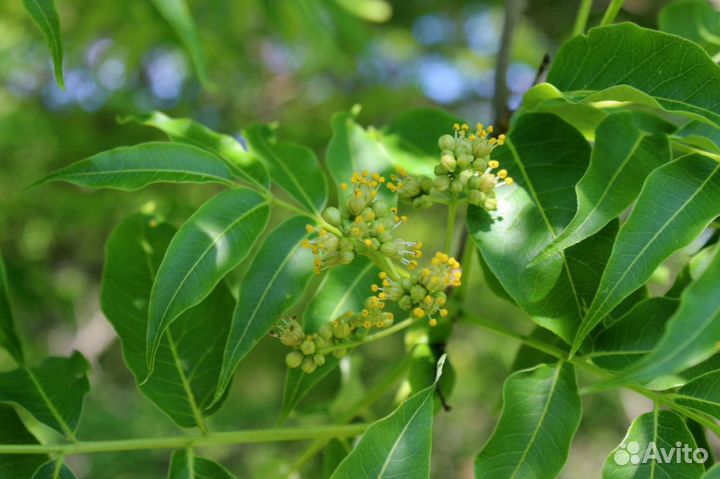 Бархат Амурский (сеянцы/саженцы)