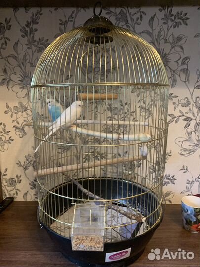 Волнистые попугаи с клеткой