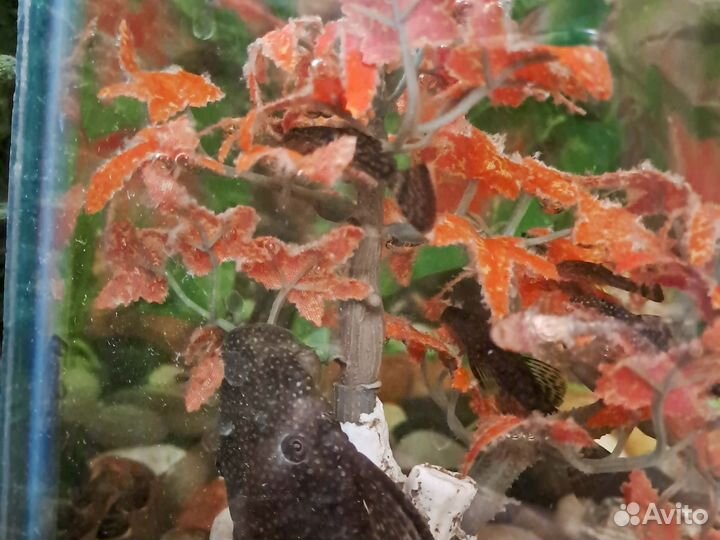 Сомики анциструсы