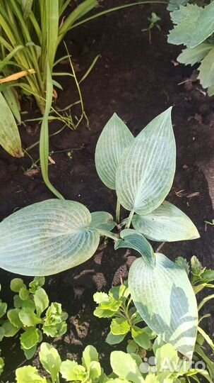 Саженцы хосты