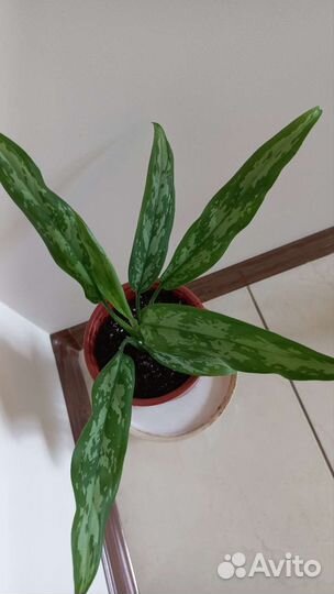 Аглаонема Мария Анна