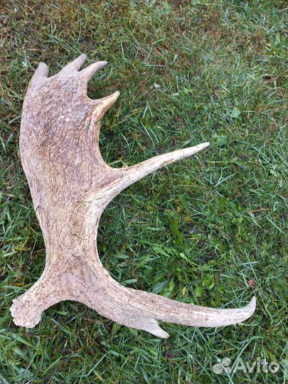 Рога лося красивые