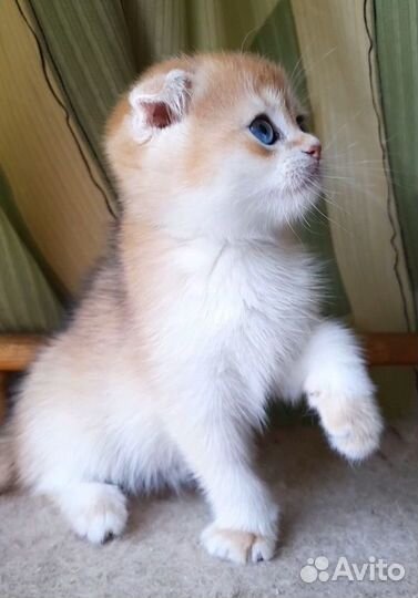 Золотой вислоухий мальчик. Ny 12 Питомник