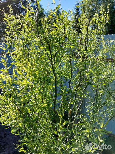 Ива извилистая