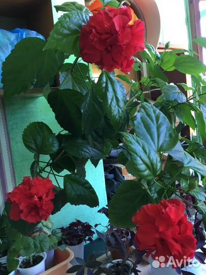 Олеандр розовый, гибискусы-розаны