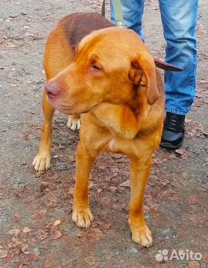 Собака в добрые руки