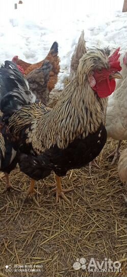 Молодые петухи