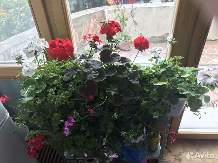 Пеларгония герань