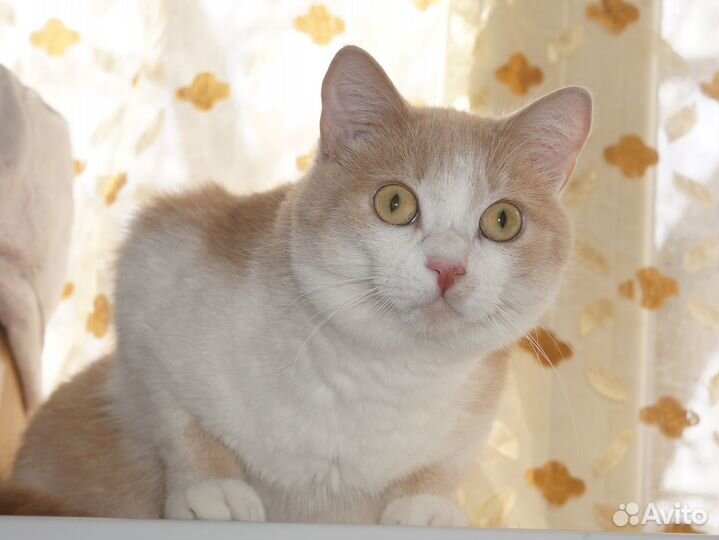 Красавец кот