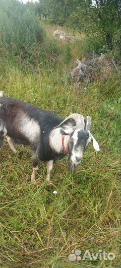 Козел на вязку