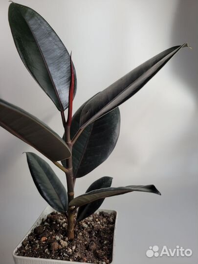 Фикус эластика абиджан 40 см