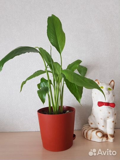 Спатифиллум (Женское счастье)