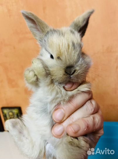 Карликовые крольчата