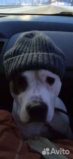 Питбультерьер вязка