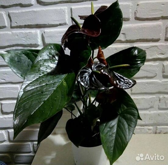 Антуриум 