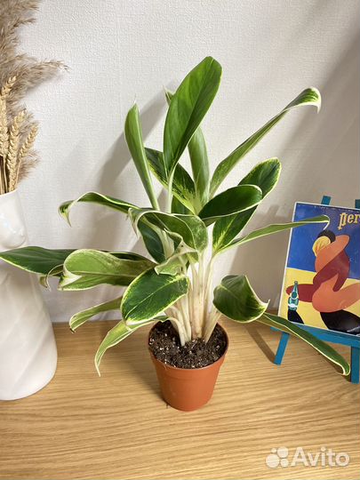 Аглаонема лемон лайм