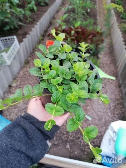 Вербейник монетчатый