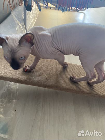 Когтеточка