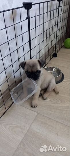 Клетка для собак