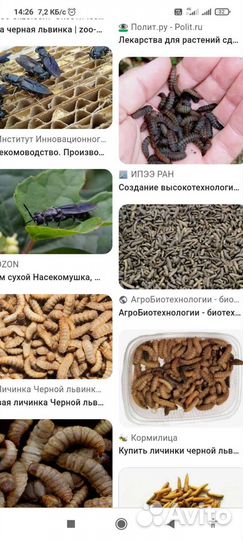 Личинки черной львинки