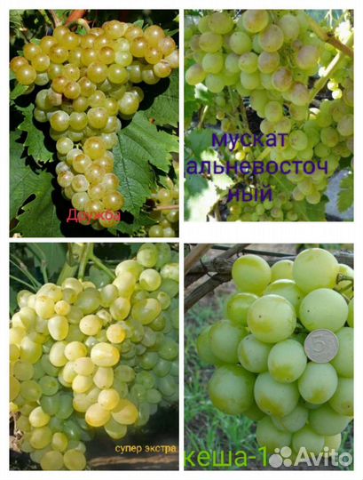 Саженцы винограда