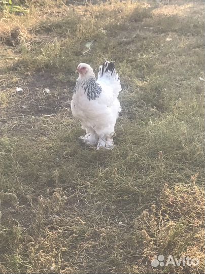 Куры несушки